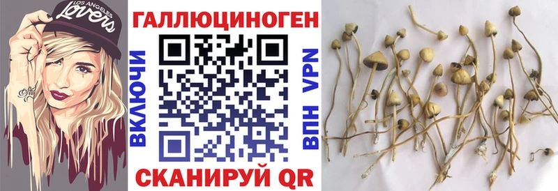 наркотики  Шадринск  маркетплейс официальный сайт  Псилоцибиновые грибы Psilocybine cubensis 